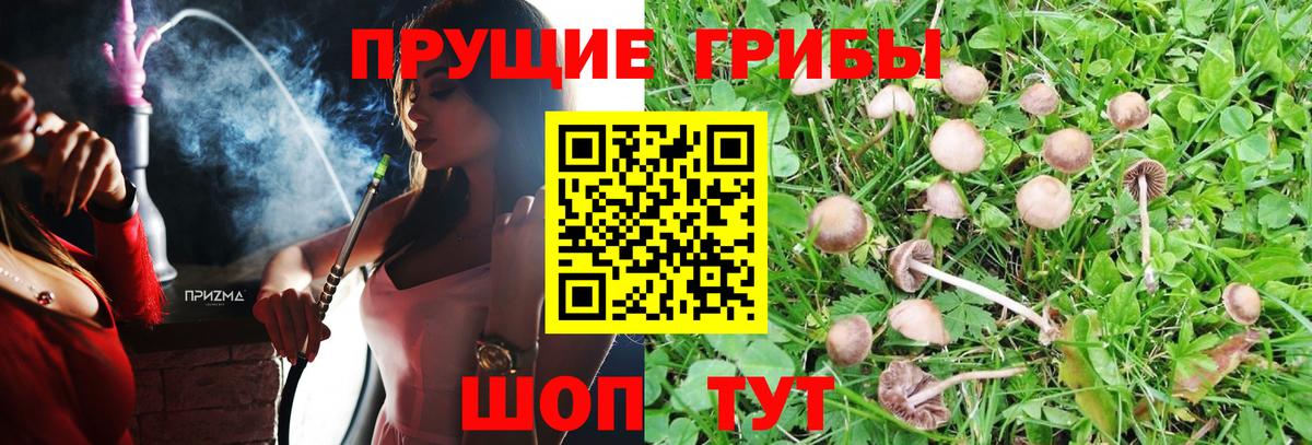 Вольск  Псилоцибиновые грибы Magic Shrooms  Вход с VPN 